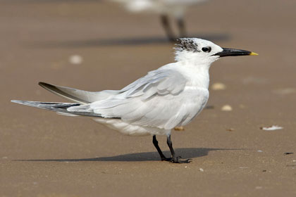 Sandwich Tern Image @ Kiwifoto.com