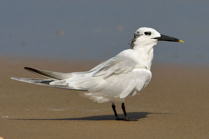 Sandwich Tern Photo @ Kiwifoto.com