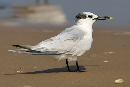 Sandwich Tern