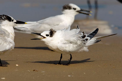 Sandwich Tern Photo @ Kiwifoto.com