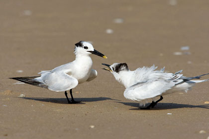 Sandwich Tern Photo @ Kiwifoto.com