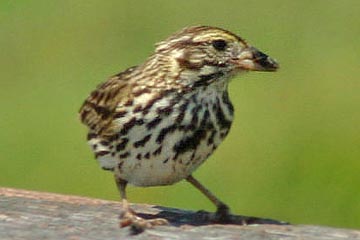 Savannah Sparrow (Belding's)