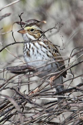 Savannah Sparrow Image @ Kiwifoto.com