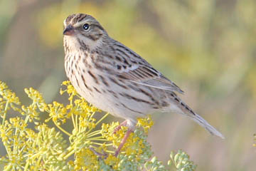 Savannah Sparrow Picture @ Kiwifoto.com