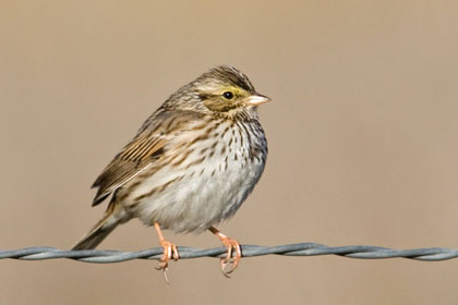 Savannah Sparrow