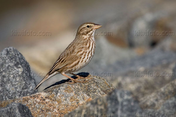 Savannah Sparrow Photo @ Kiwifoto.com