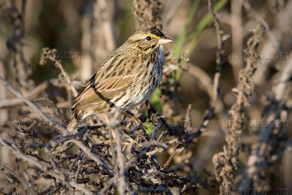Savannah Sparrow Image @ Kiwifoto.com