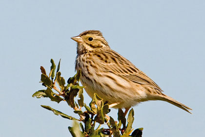 Savannah Sparrow Picture @ Kiwifoto.com