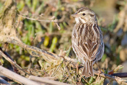 Savannah Sparrow (Belding's)