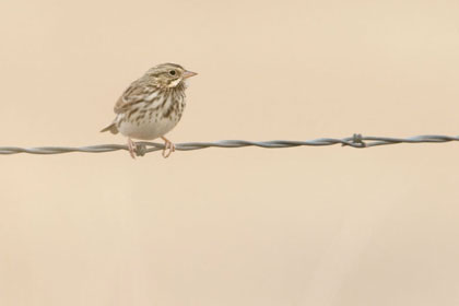 Savannah Sparrow Image @ Kiwifoto.com