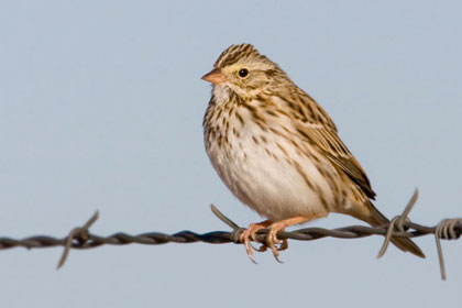 Savannah Sparrow Image @ Kiwifoto.com