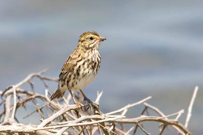 Savannah Sparrow (Belding's)