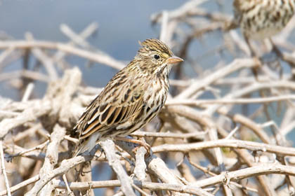 Savannah Sparrow Image @ Kiwifoto.com