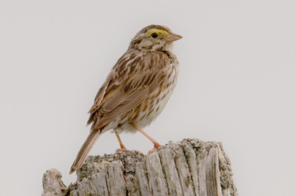 Savannah Sparrow Photo @ Kiwifoto.com