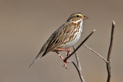 Savannah Sparrow Photo @ Kiwifoto.com