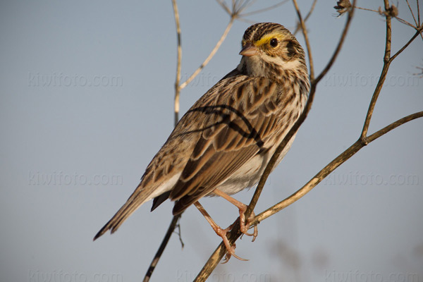 Savannah Sparrow Photo @ Kiwifoto.com