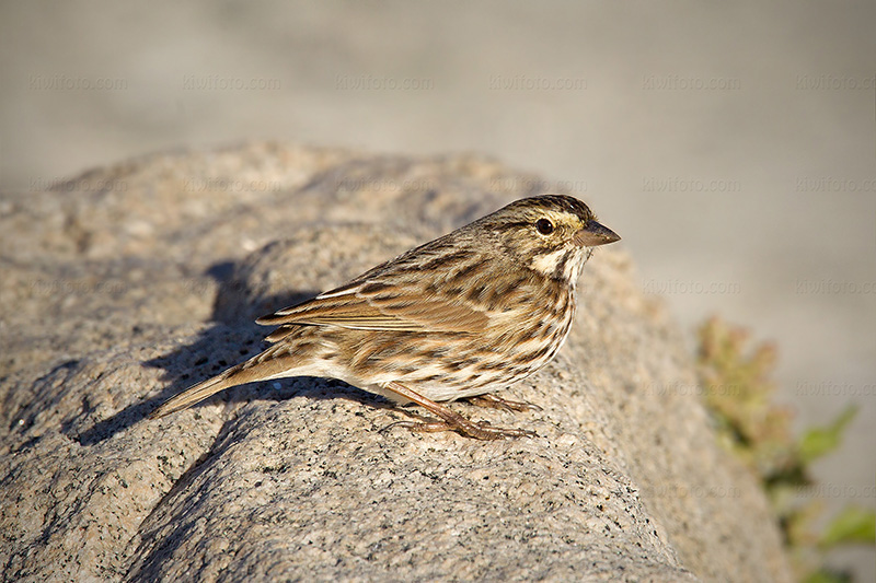 Savannah Sparrow Belding's ssp. @ Ballona Creek, CA