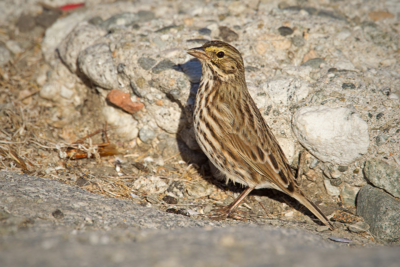 Savannah Sparrow (Belding's ssp.)