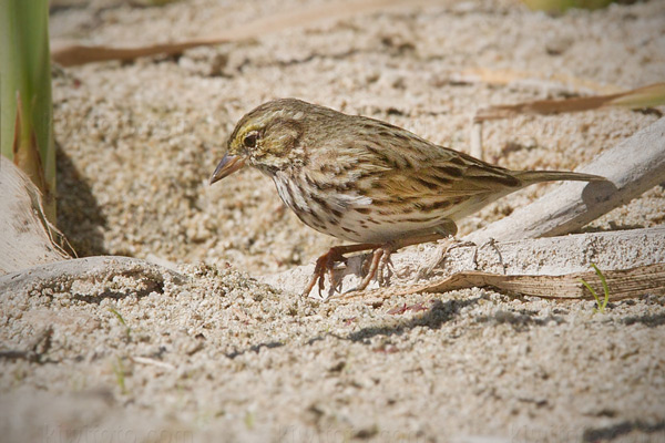 Savannah Sparrow Picture @ Kiwifoto.com