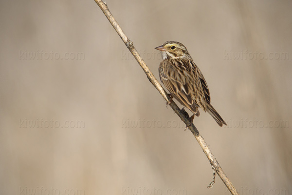 Savannah Sparrow Photo @ Kiwifoto.com