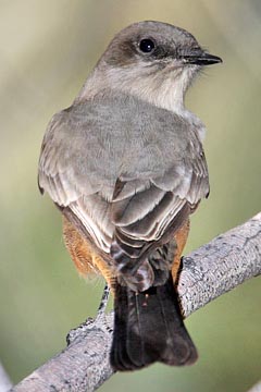 Say's Phoebe Image @ Kiwifoto.com