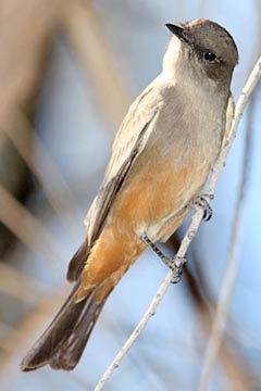 Say's Phoebe Picture @ Kiwifoto.com