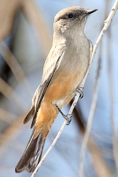 Say's Phoebe Photo @ Kiwifoto.com