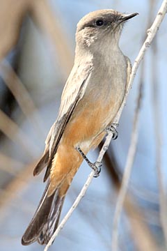 Say's Phoebe Image @ Kiwifoto.com