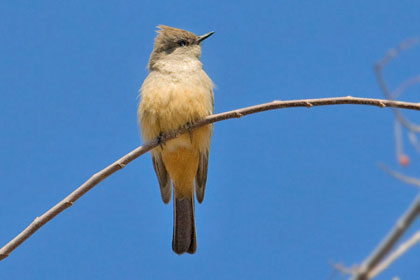 Say's Phoebe Picture @ Kiwifoto.com