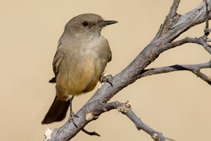 Say's Phoebe (Incubating Female)