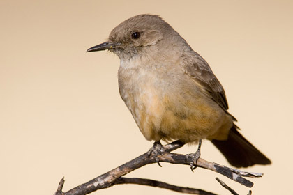 Say's Phoebe (Incubating Female)