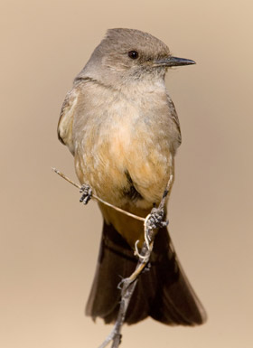 Say's Phoebe