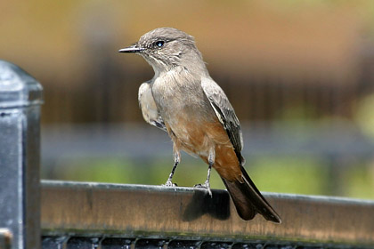 Say's Phoebe Image @ Kiwifoto.com