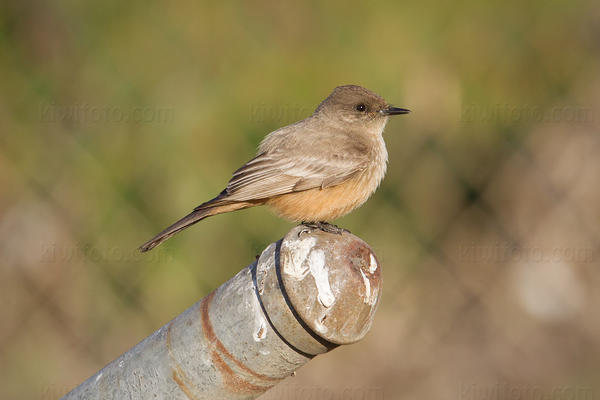 Say's Phoebe Photo @ Kiwifoto.com