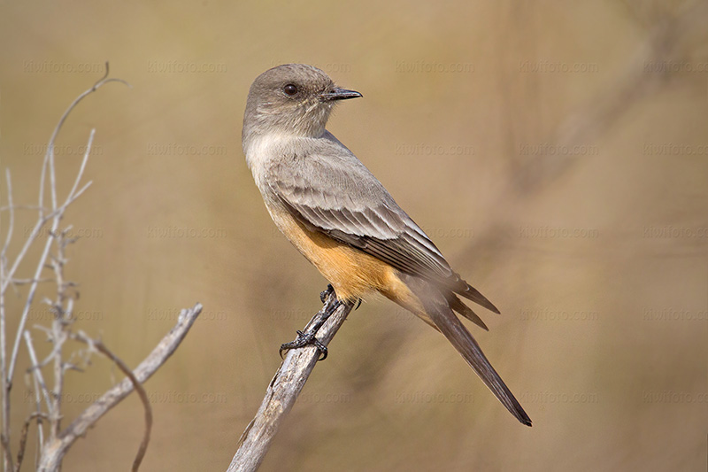 Say's Phoebe Image @ Kiwifoto.com