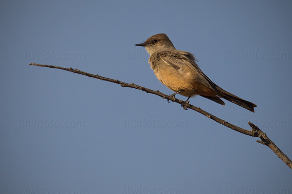 Say's Phoebe Image @ Kiwifoto.com