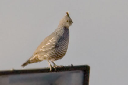 Scaled Quail