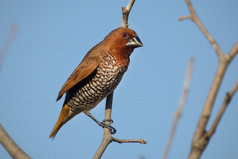 Scaly-breasted Munia