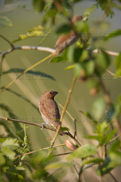 Scaly-breasted Munia Image @ Kiwifoto.com
