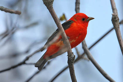 Scarlet Tanager Image @ Kiwifoto.com