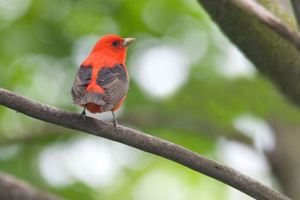 Scarlet Tanager Image @ Kiwifoto.com