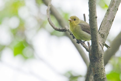 Scarlet Tanager (Female)