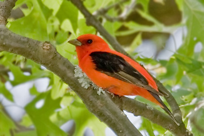 Scarlet Tanager Picture @ Kiwifoto.com