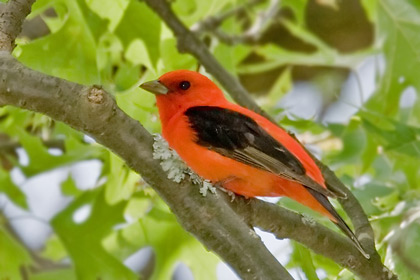 Scarlet Tanager Photo @ Kiwifoto.com