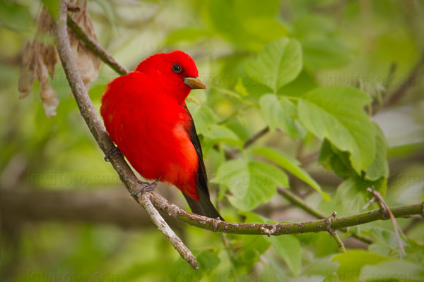 Scarlet Tanager Picture @ Kiwifoto.com