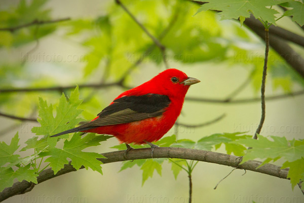 Scarlet Tanager Photo @ Kiwifoto.com