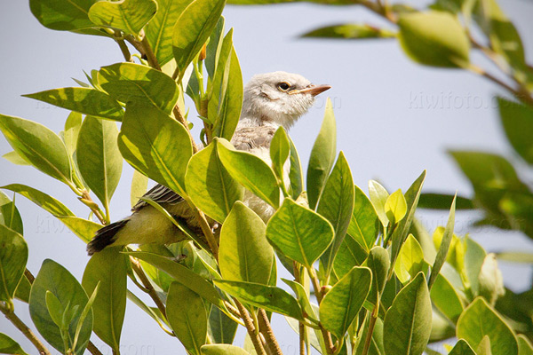 Scissor-tailed Flycatcher (WEKI x STFL)