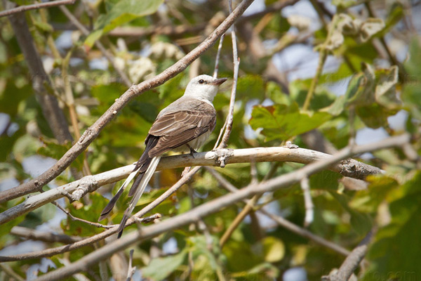 Scissor-tailed Flycatcher Image @ Kiwifoto.com