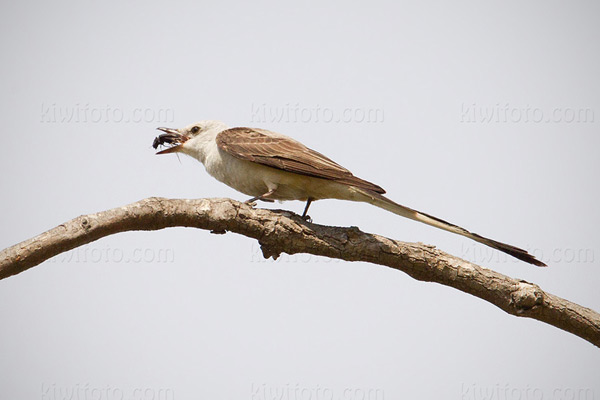 Scissor-tailed Flycatcher Image @ Kiwifoto.com