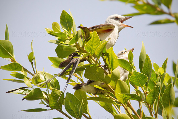 Scissor-tailed Flycatcher (WEKI x STFL)